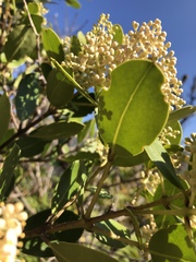 Olea capensis capensis