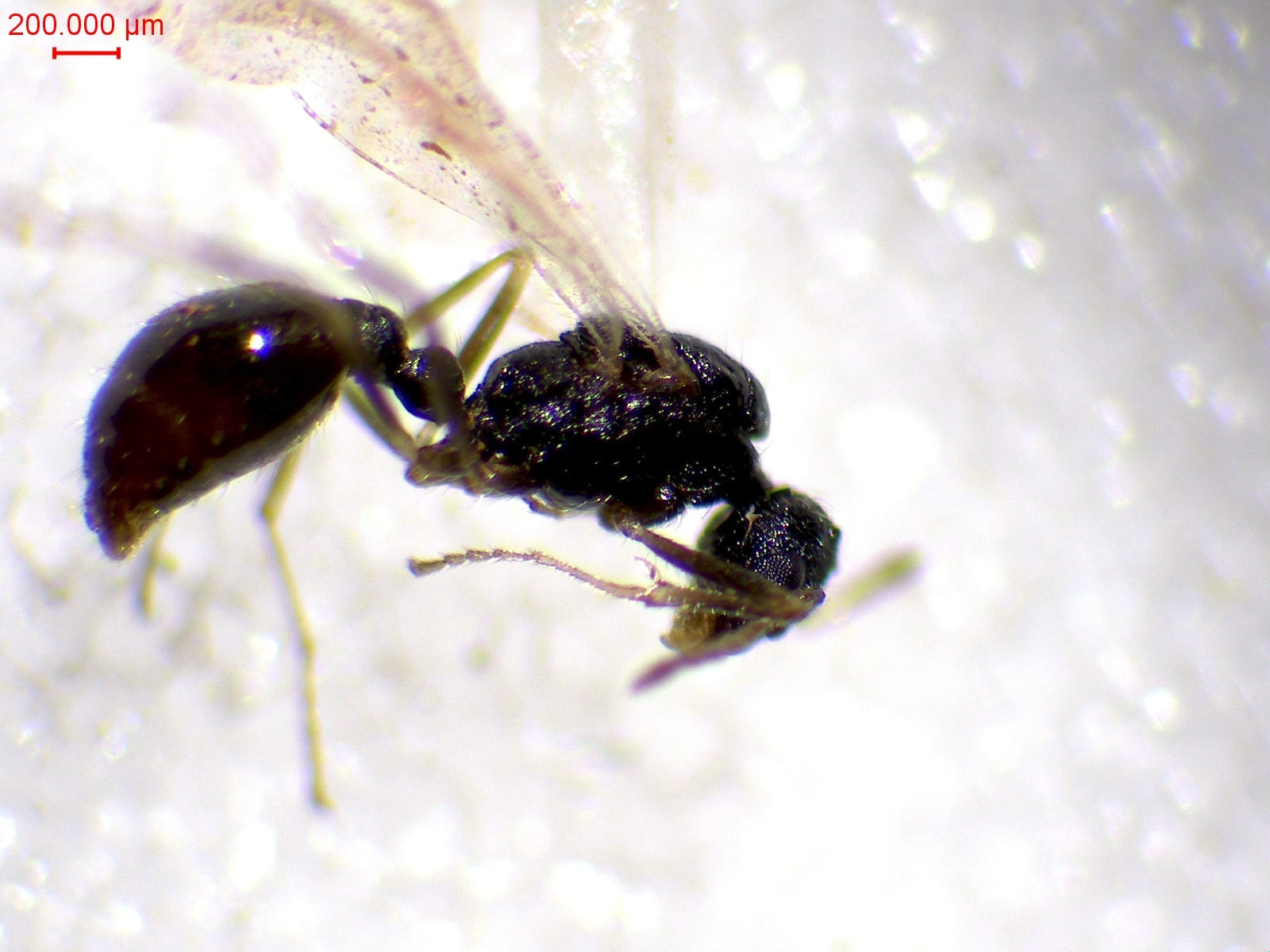 Temnothorax kraussei