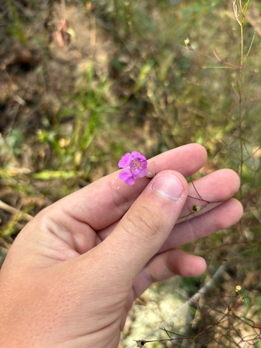 Roundstem false foxglove (Agalinis gattingeri)