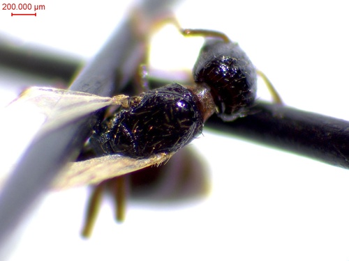 胡氏圆颚切叶蚁 复合群Strongylognathus huberi