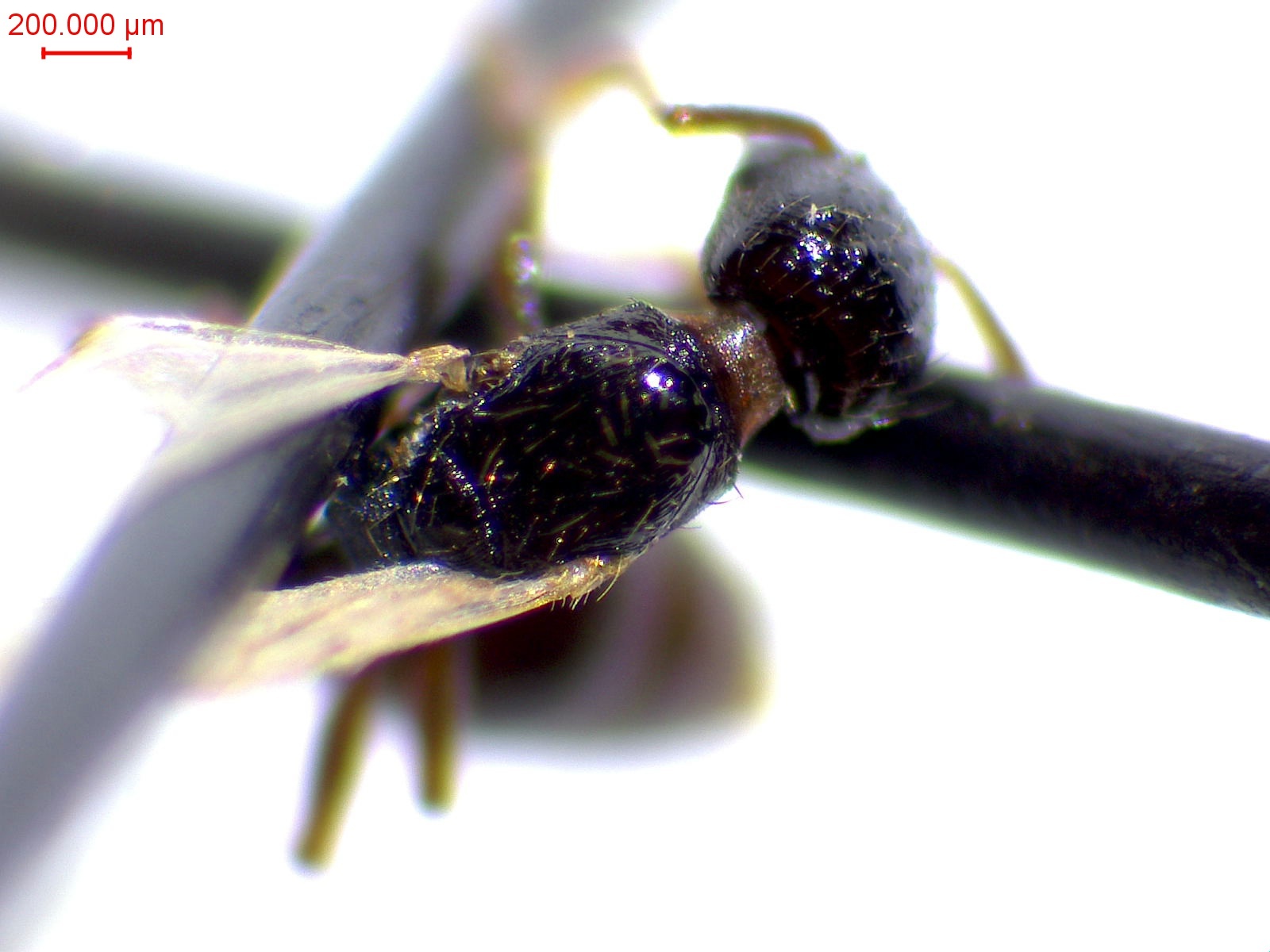 Strongylognathus huberi