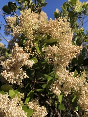 Olea capensis capensis