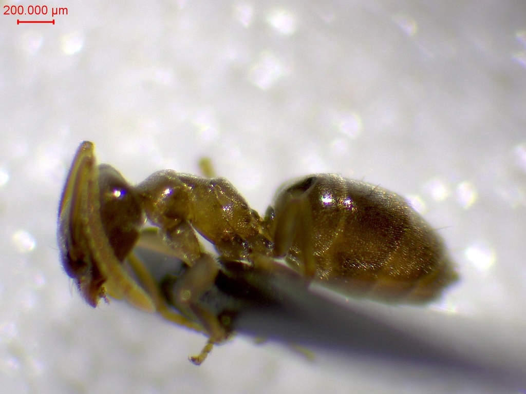 Bothriomyrmex corsicus