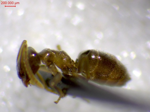 Bothriomyrmex corsicus