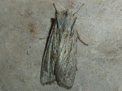 Lithophane lapidea