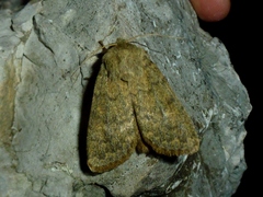 Dasypolia templi