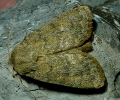 Dasypolia templi