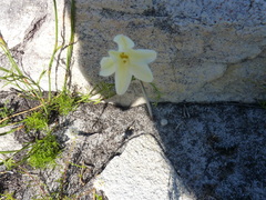 Cyrtanthus leucanthus