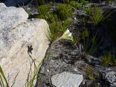 Cyrtanthus leucanthus