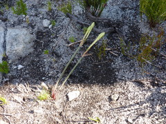 Cyrtanthus leucanthus