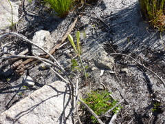 Cyrtanthus leucanthus