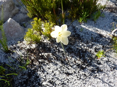 Cyrtanthus leucanthus