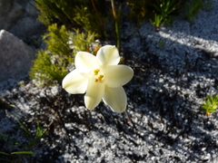 Cyrtanthus leucanthus