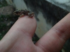 Fejervarya limnocharis