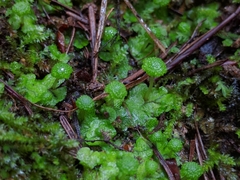 Cryptomitrium tenerum