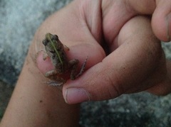 Fejervarya limnocharis