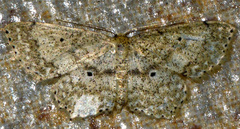 Idaea obfusaria