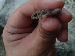 Fejervarya limnocharis