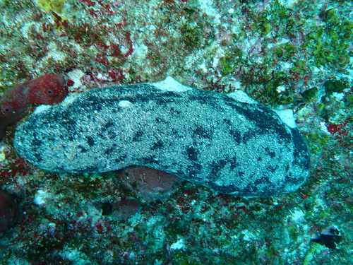 White-teated Sea Cucumber