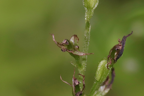 Northern twayblade (Neottia borealis)