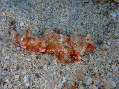 Seychelles Dragonet photo 1