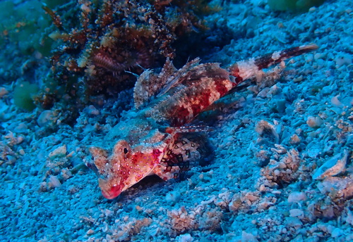 Synchiropus sechellensis