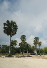 Sabal causiarum, photograph author not stated, no rights reserved