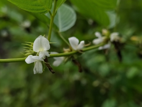 triangular horse bush