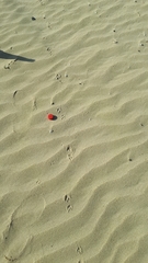 Cynictis penicillata