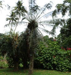 Cycas zeylanica