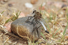 Efferia argentifrons