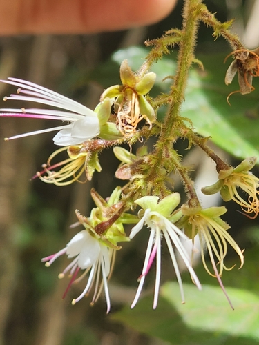 Hirtella hebeclada