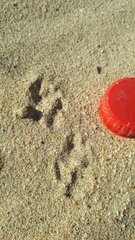 Cynictis penicillata