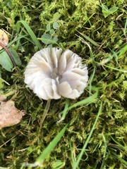 Agaricomycetes
