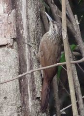 Dendrocolaptes platyrostris
