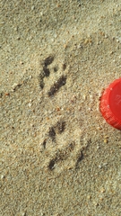 Cynictis penicillata