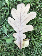 Quercus robur