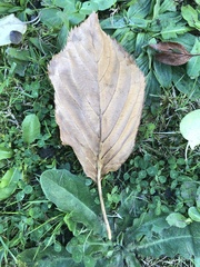 Corylus avellana
