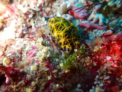 yellow-blocked nudibranch