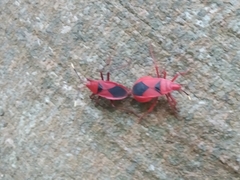 Probergrothius sanguinolens