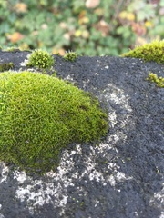 Syntrichia virescens