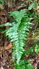 Microlepia marginata bipinnata