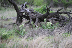 Albuca seineri