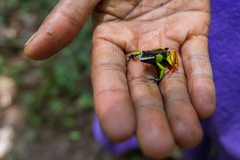 Mantella baroni