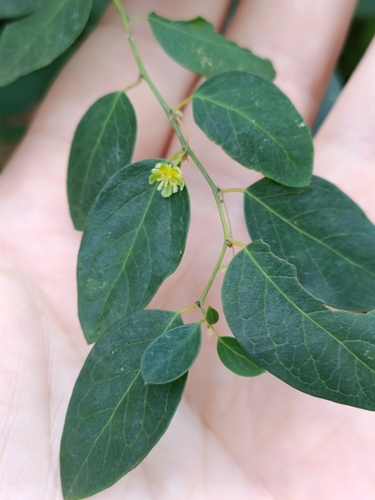 Leptopus chinensis