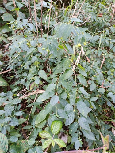 Leptopus chinensis, photograph 3