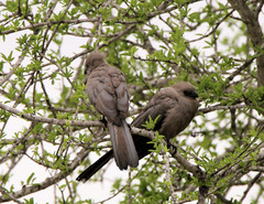 Corythaixoides concolor concolor