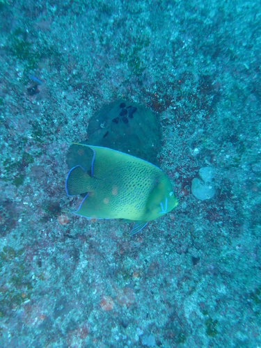 Semicircle Angelfish
