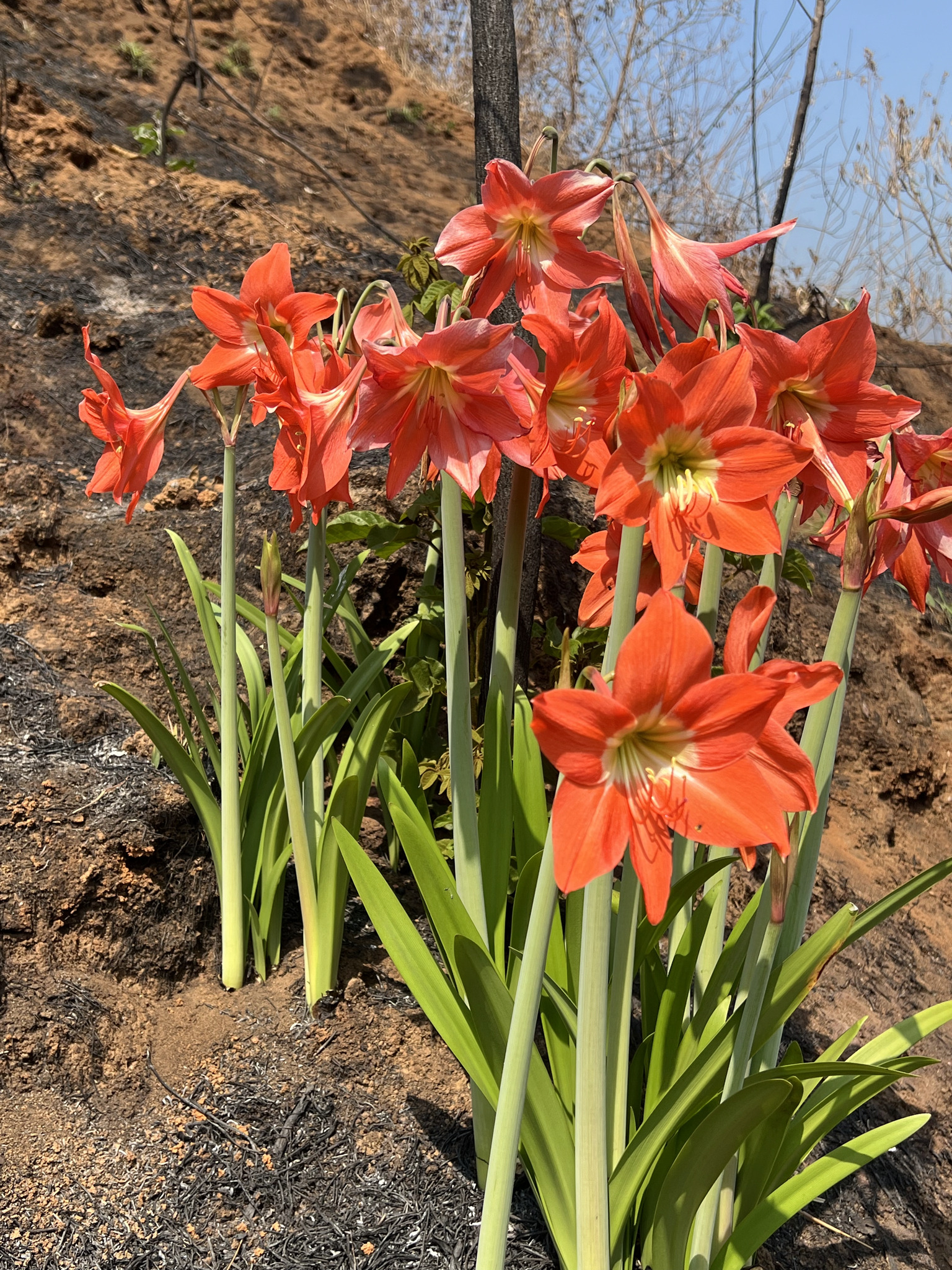 Hippeastrum puniceum