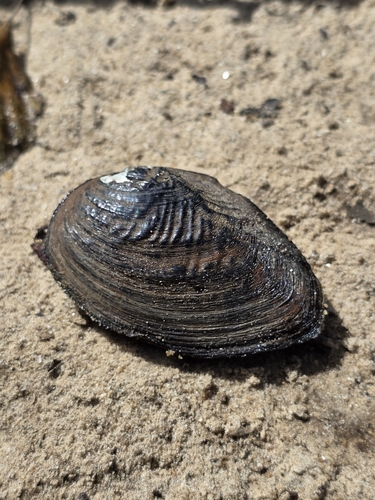 taxonomy_inaturalist image for Fusconaia burkei